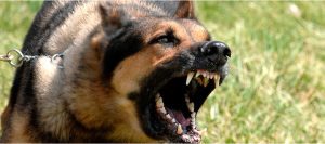 Agresividad canina: causas y consejos para corregirla