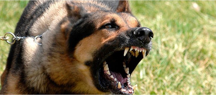 Agresividad canina: causas y consejos