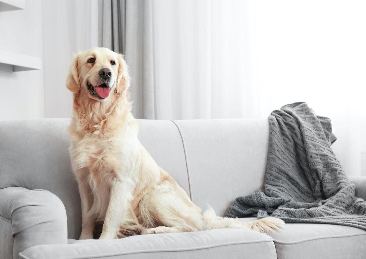 Cómo hacer que el perro no suba al sofá