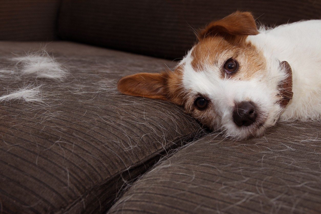 ¿Cómo limpiar los pelos de perro del sofá?