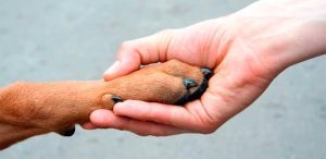 Consejos frente a la adopción de perros