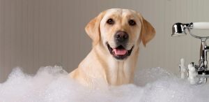 Consejos para lavar al perro